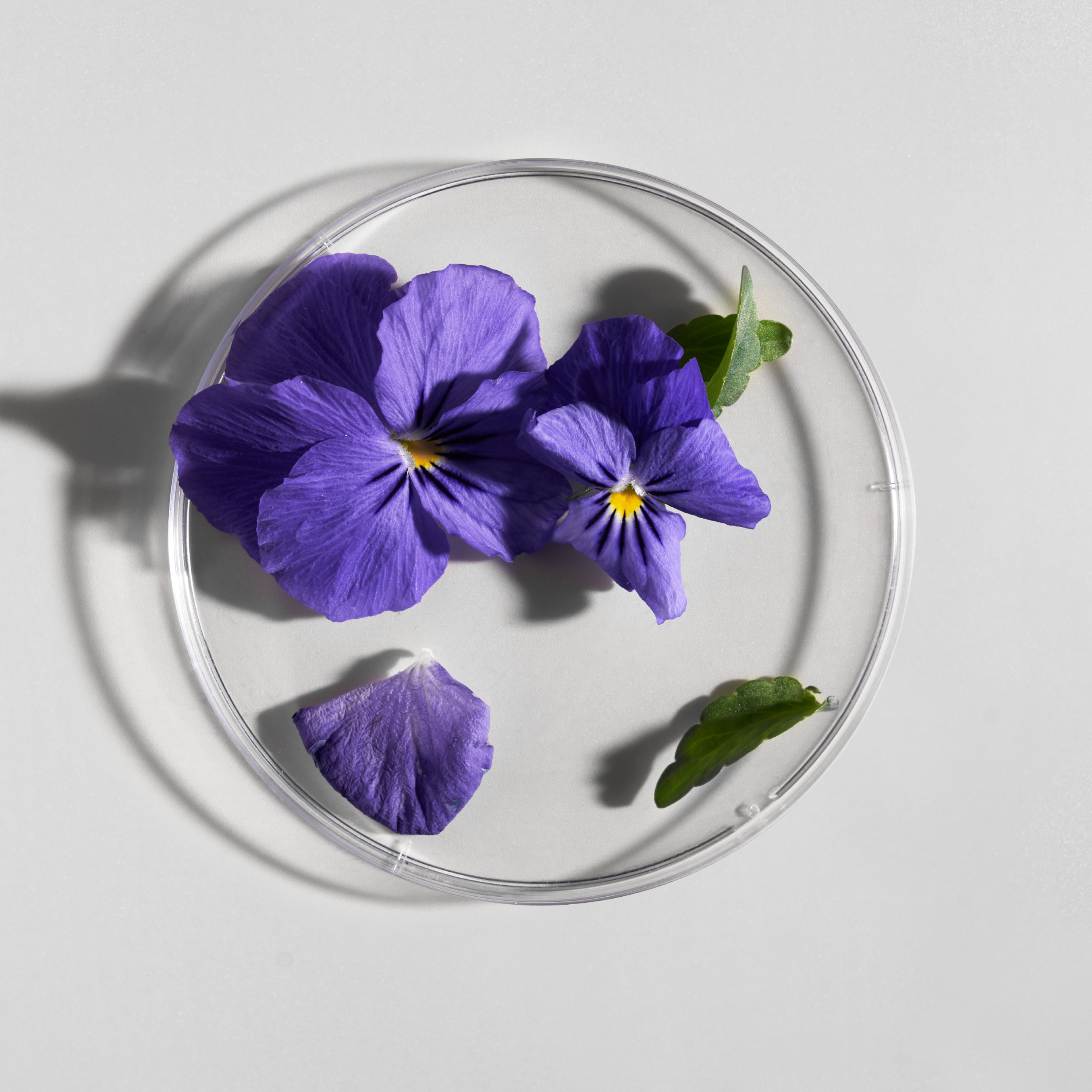 BTBS Out Story Pillars Grid 3 Image File [Vegan Formulas]